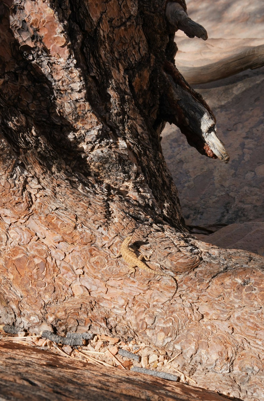 a tree trunk with a hole in it