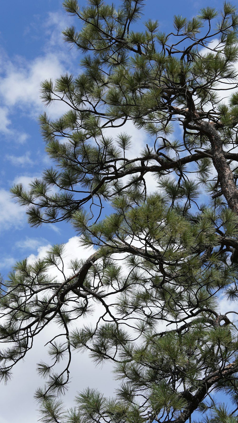 a tree with blue sky and clouds