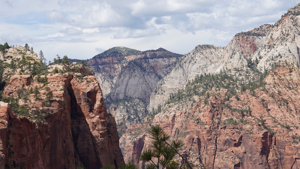 a rocky canyon with trees