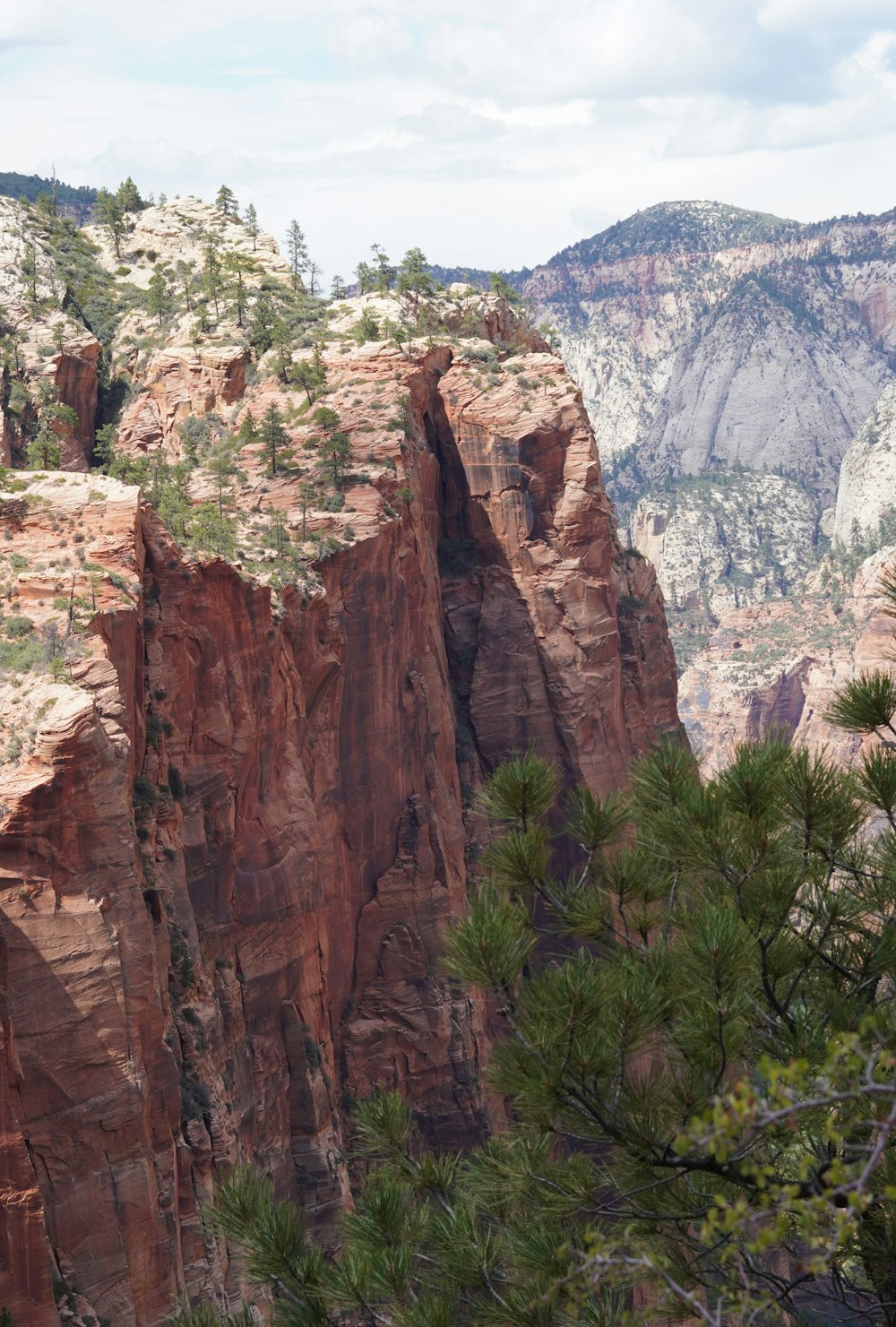 a rocky cliff with trees