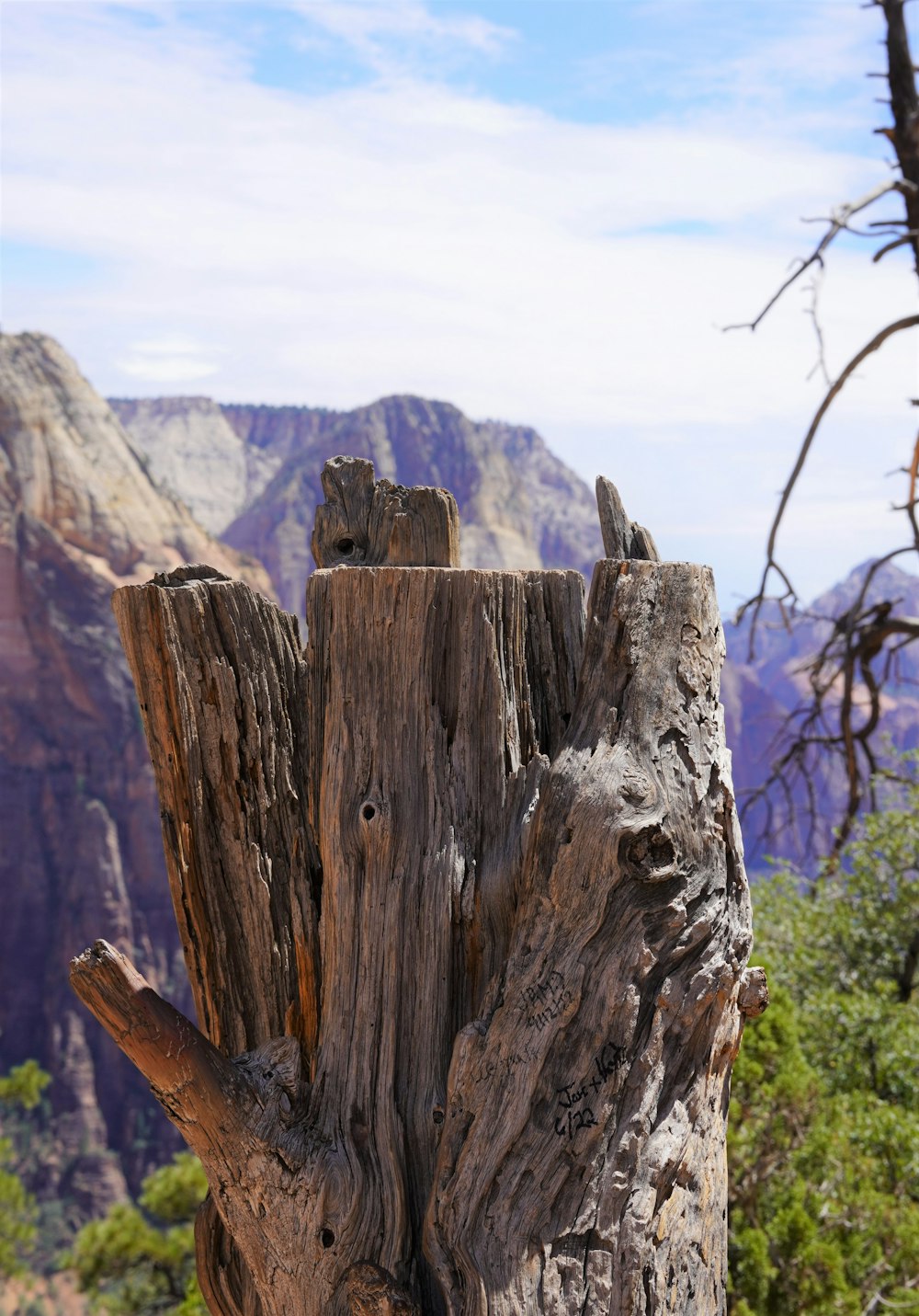 a tree trunk with a mountain in the background