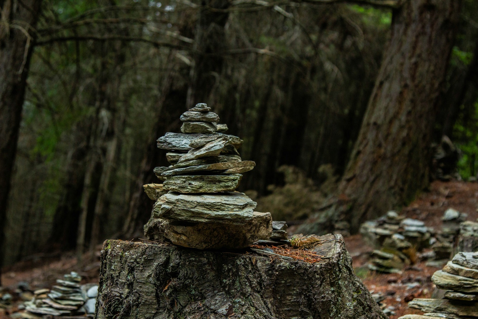 a stack of rocks on a tree