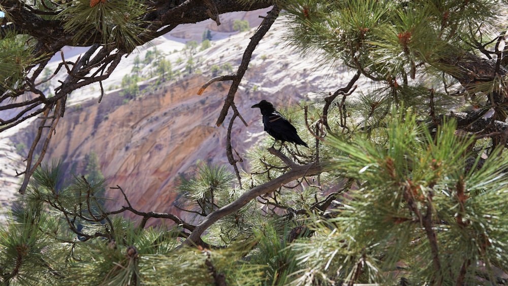 a bird on a tree branch