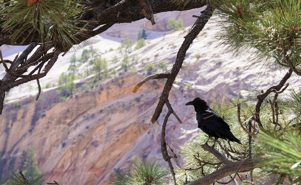 a bird on a tree branch