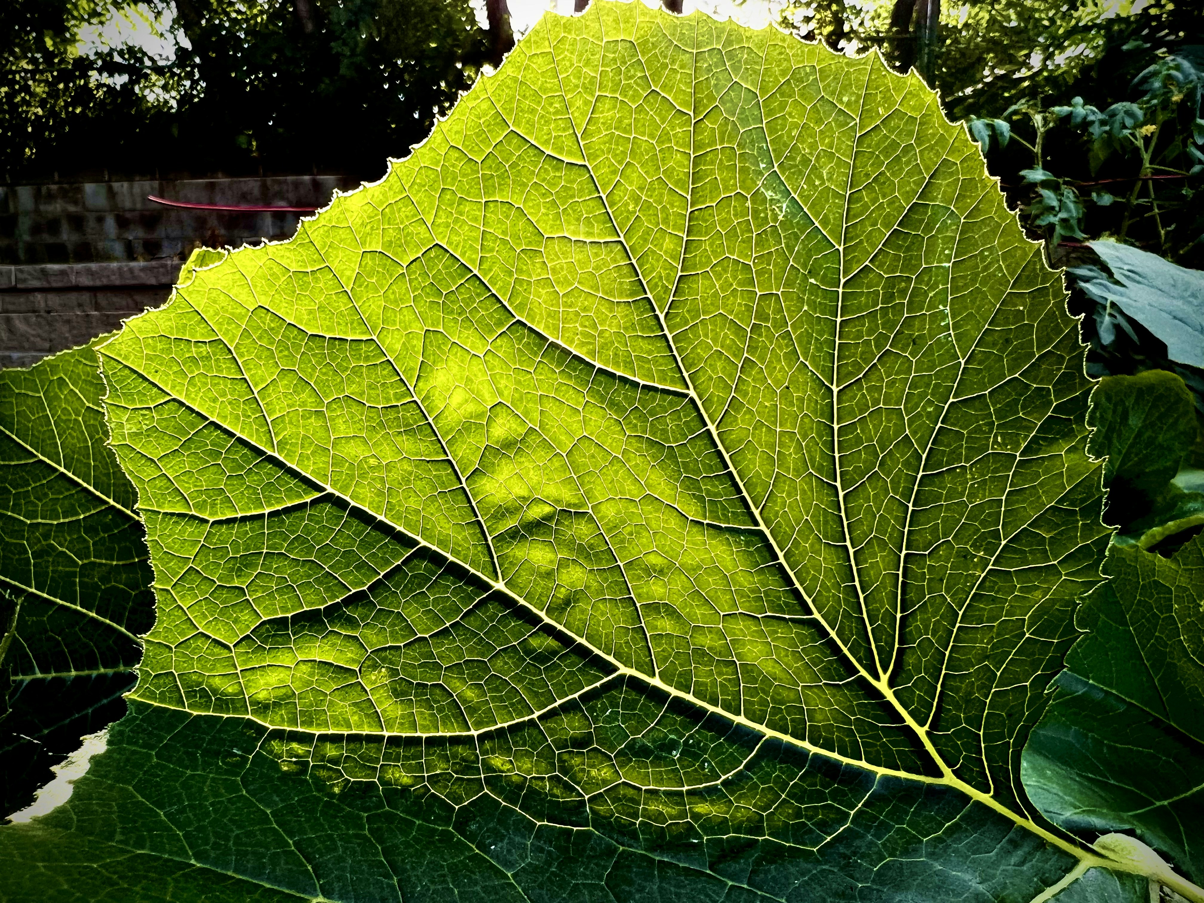 Un primer plano de una hoja