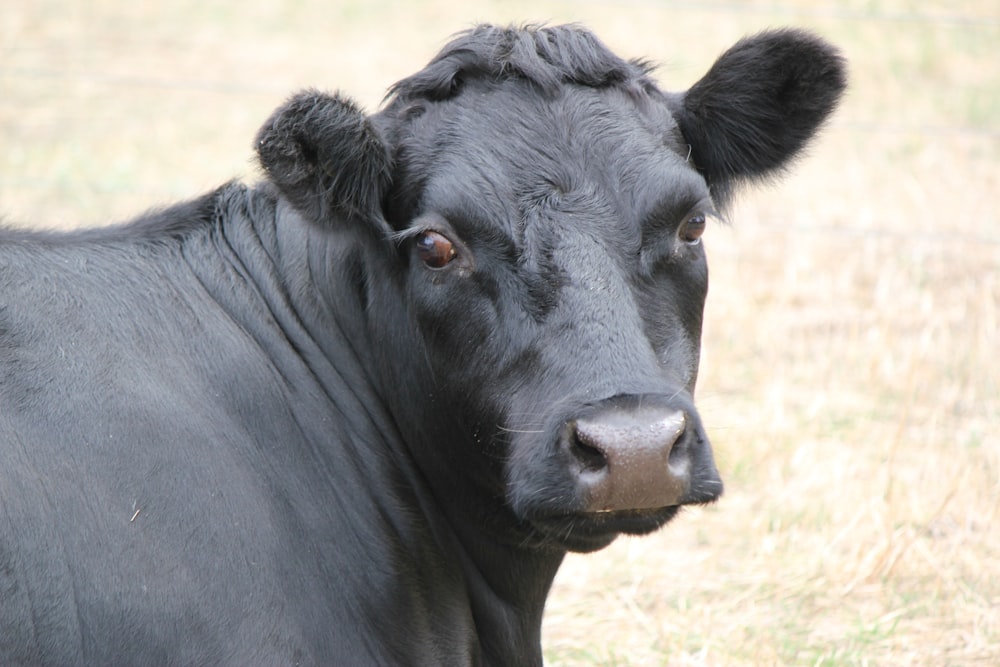 a cow standing in a field