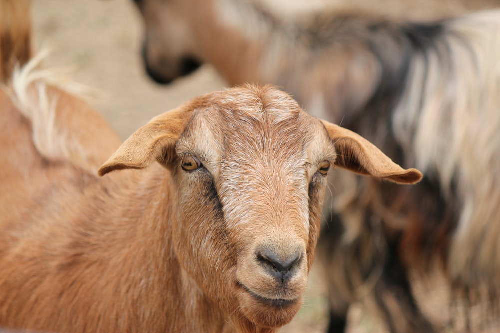 a brown goat with a white face