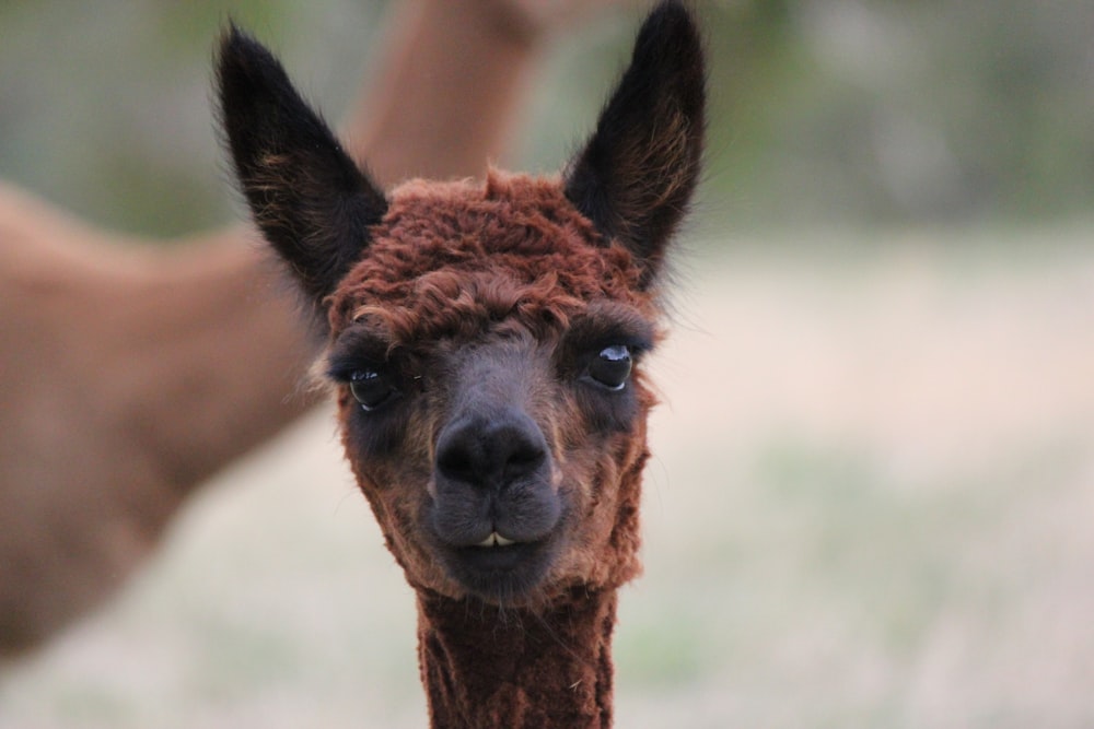 a brown and black animal