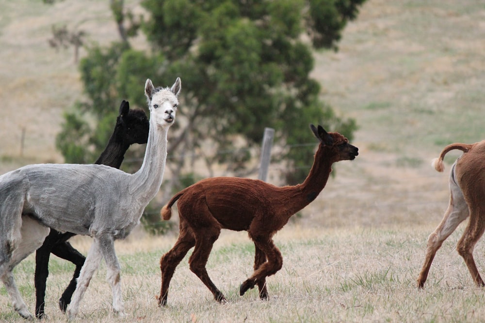 a group of animals running