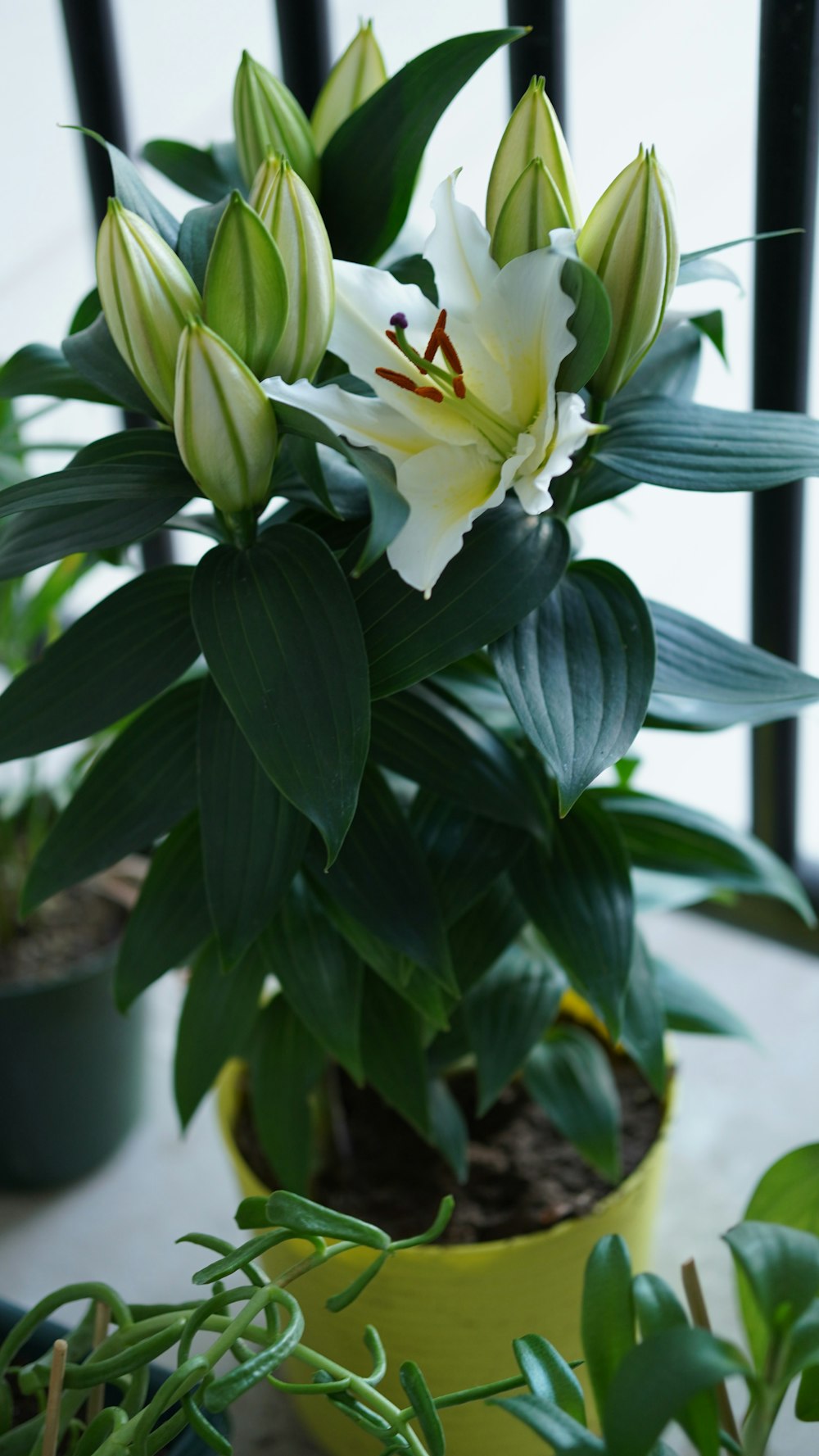 una pianta con un fiore bianco