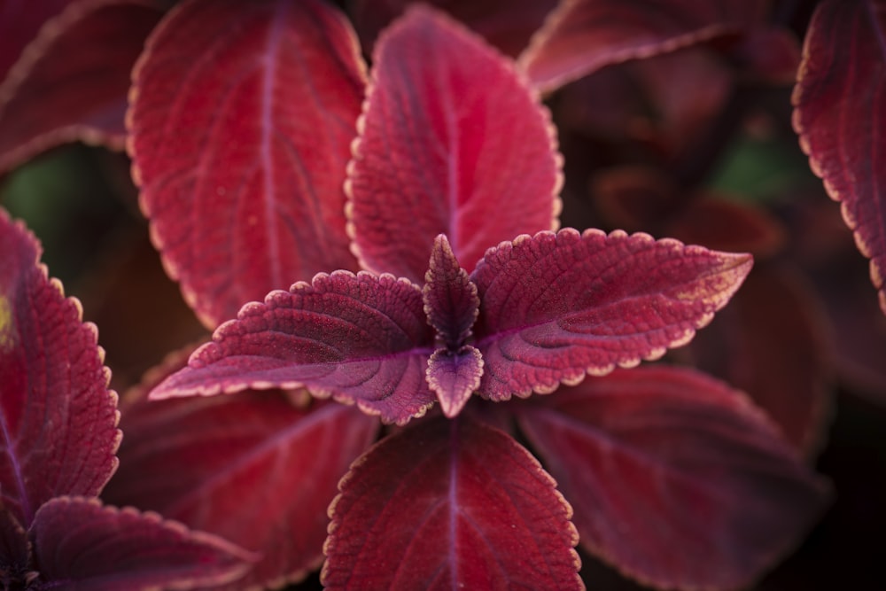 a close up of a flower