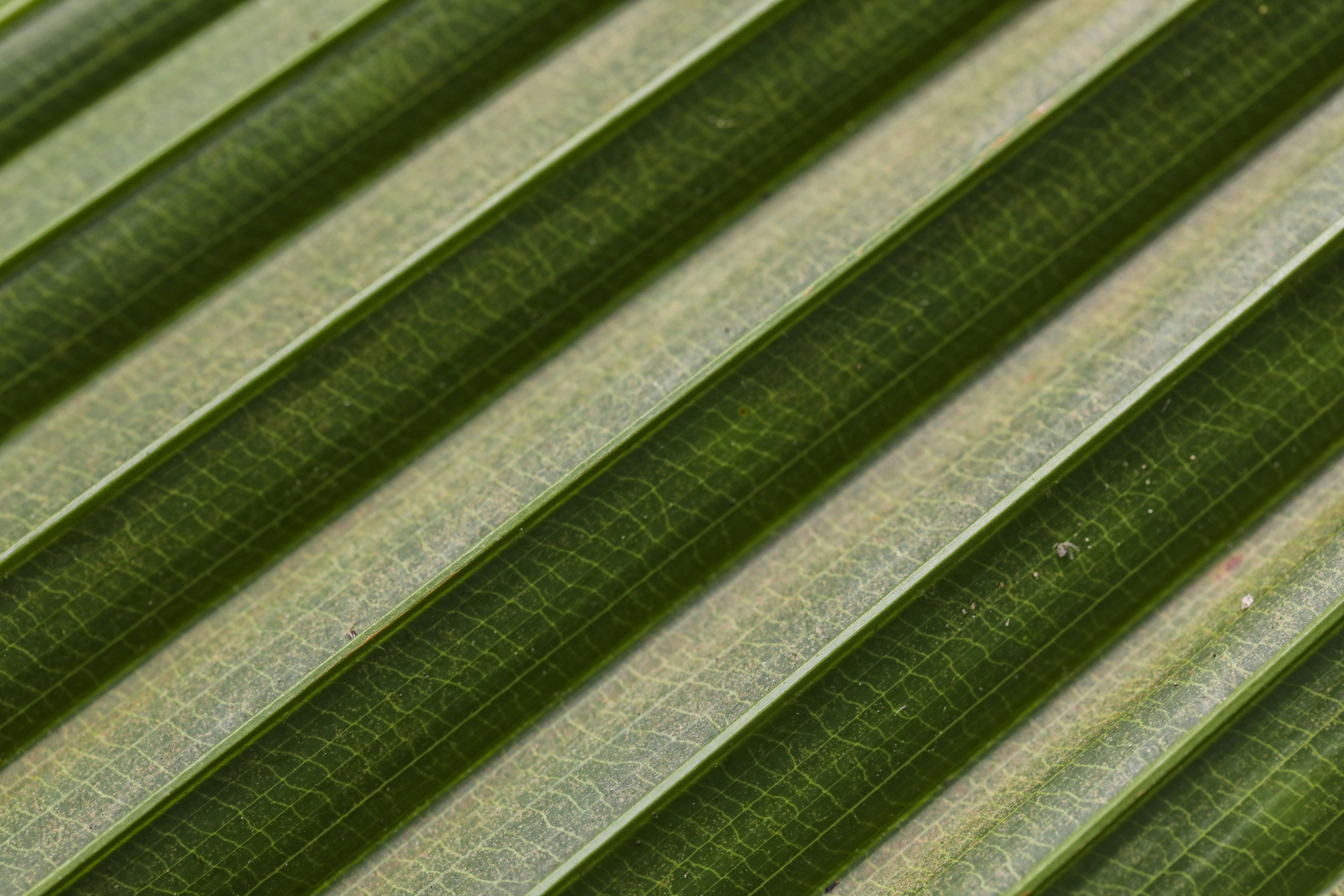Macro images from my favorite botanical garden.