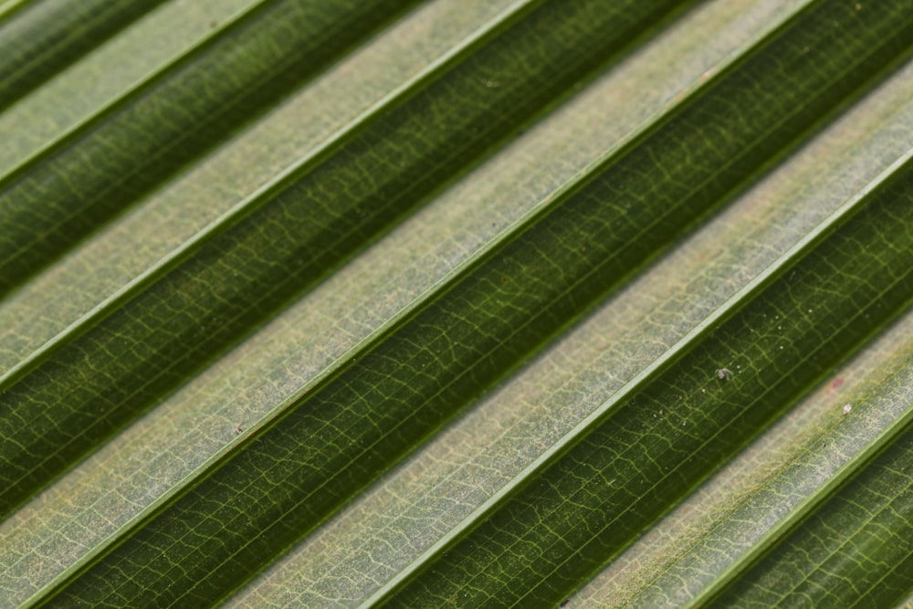 a close up of a leaf