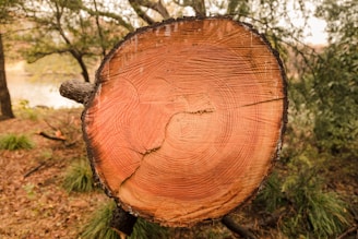 A cross-section of a tree trunk with visible rings, indicating its age. The background features a natural forest setting, with trees and foliage in soft focus.