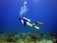 A scuba diver wearing a blue vest and yellow fins swims near the ocean floor, surrounded by coral and aquatic plants. Bubbles rise from the tank as the diver explores the underwater environment.