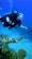 A scuba diver wearing pink goggles and a black wetsuit swims underwater near a sea turtle. The turtle is swimming close to a coral reef with intricate patterns on its shell. The background features the deep blue color of the ocean, giving a serene and adventurous atmosphere.