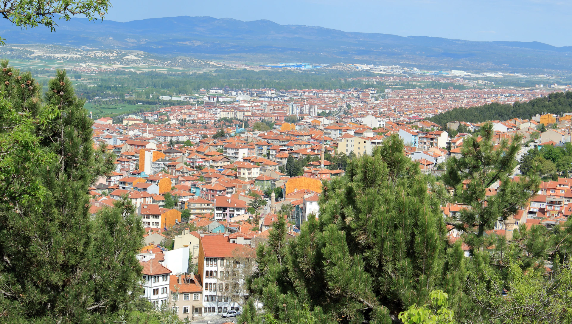 a city with many trees