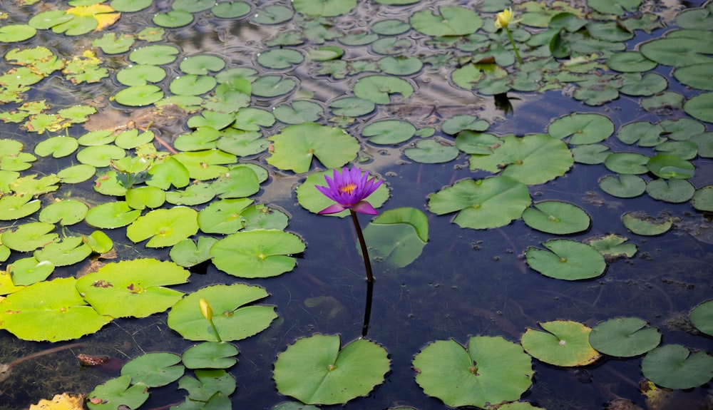 a flower in a pond