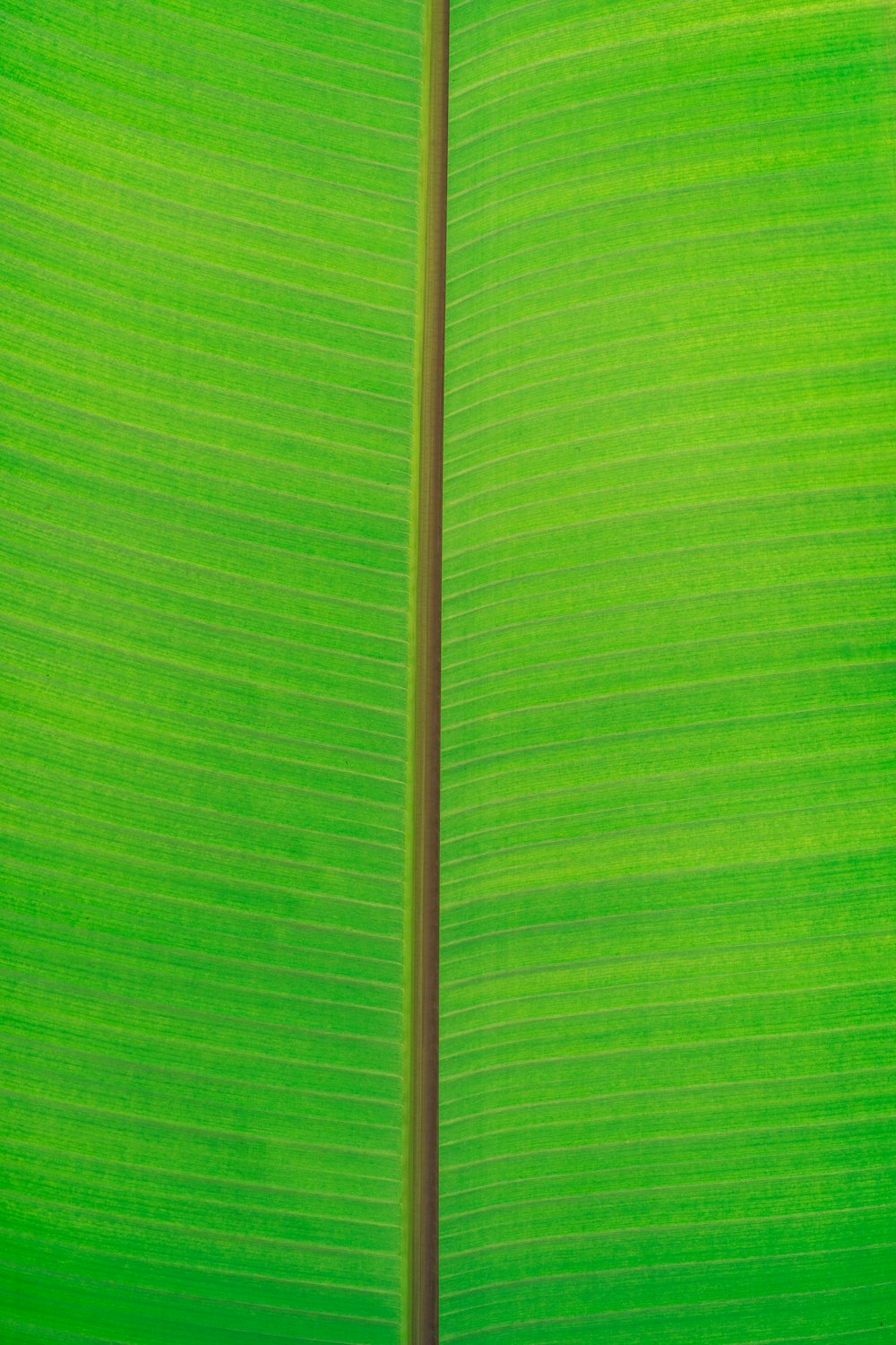 um tecido listrado verde e branco