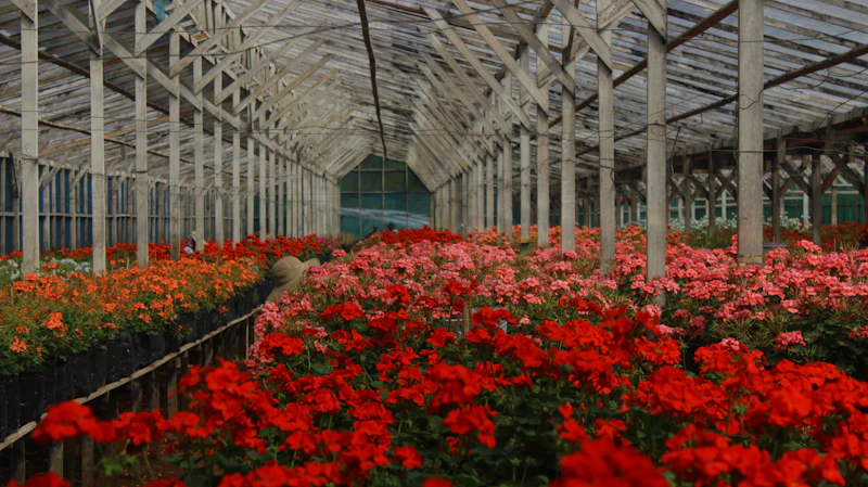 Large greenhouse with rows of flowering plants
