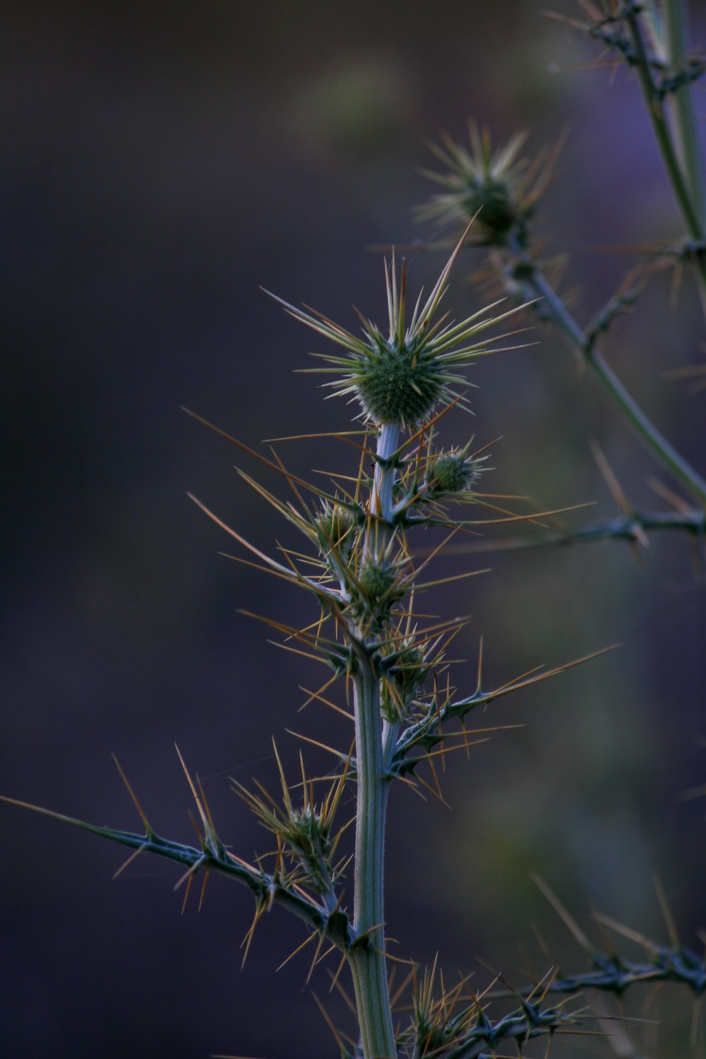 a close up of a plant