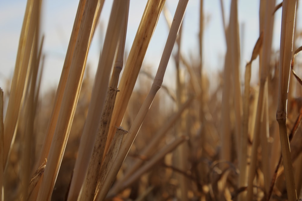 Un primer plano de un campo de trigo