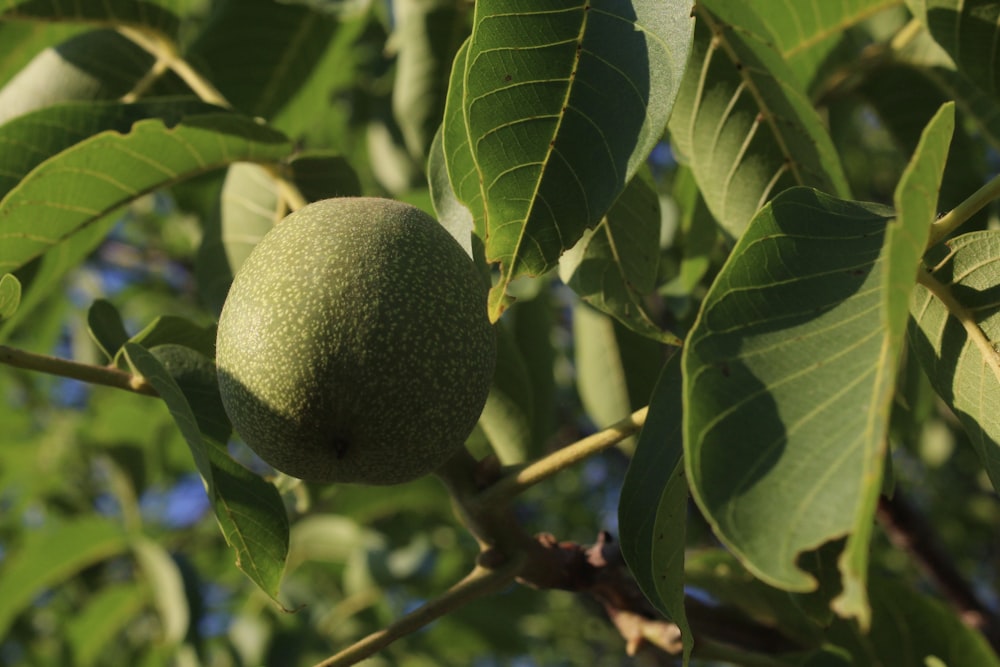 Eine Frucht von einem Baum