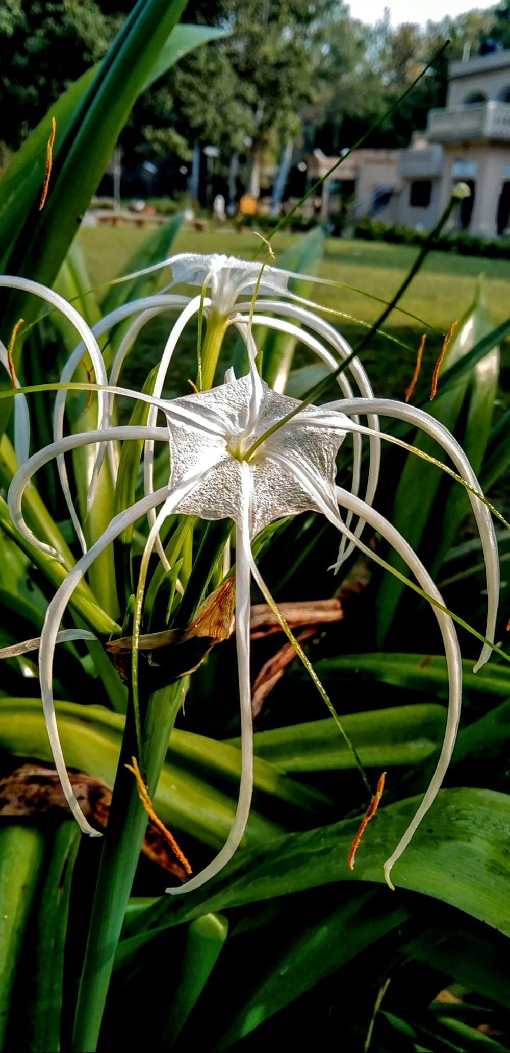 a white flower on a plant