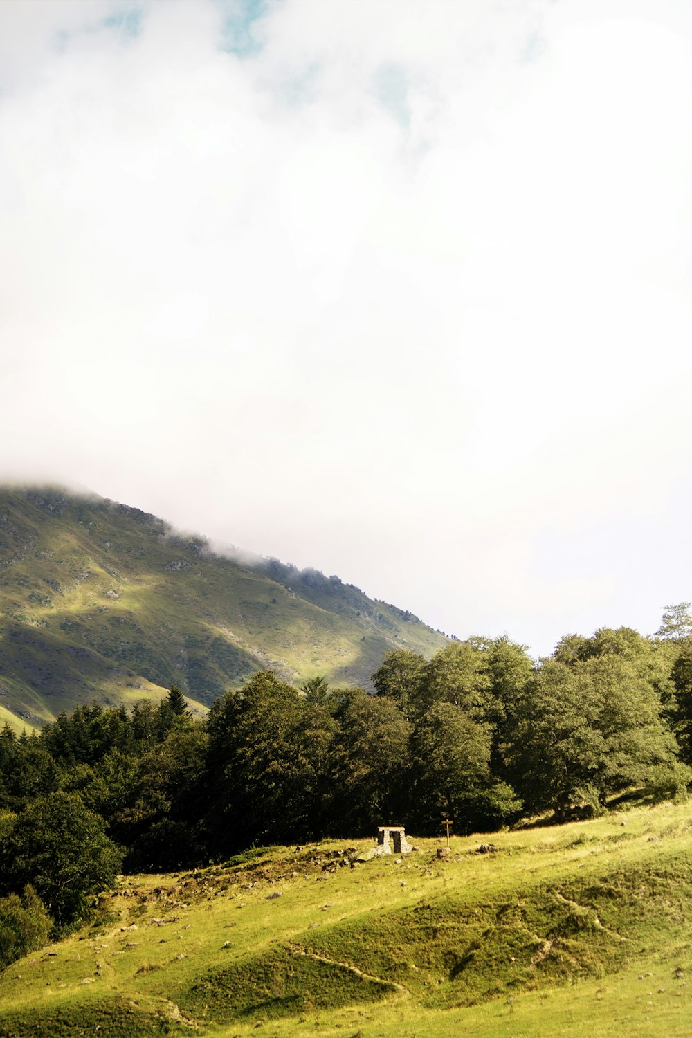 a grassy hill with trees on it