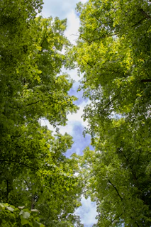 a group of trees