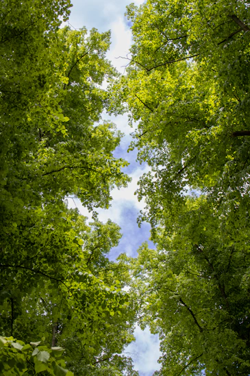 a group of trees