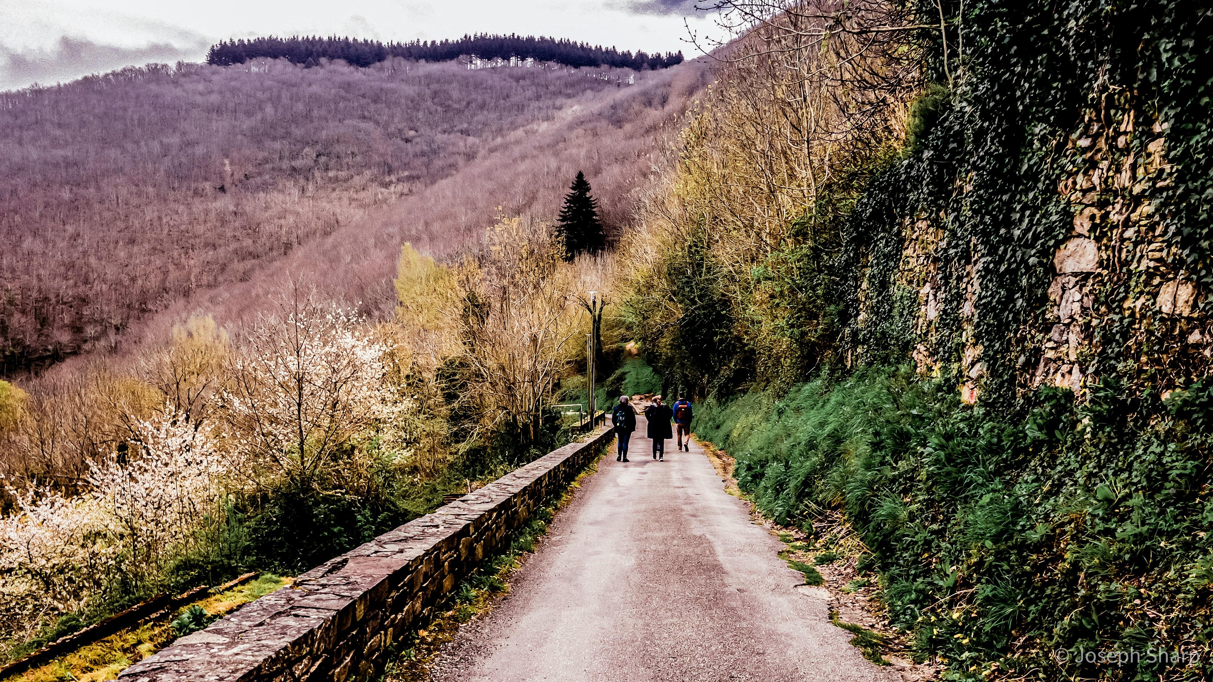 a group of people walking on a path in a wooded area