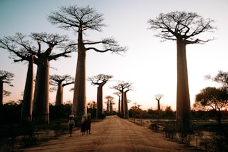 a group of people walking on a dirt road with tall trees with Avenue of the Baobabs in the background