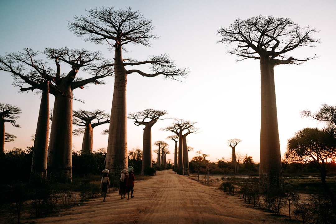 a group of people walking on a dirt road with tall trees with Avenue of the Baobabs in the background,