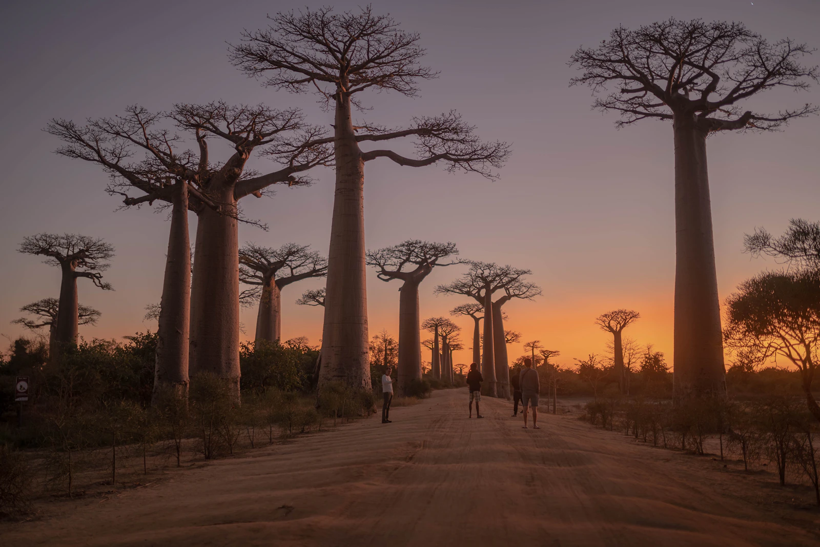 People walking the dirt road between the giant trunks of the Avenue of the Baobabs at sunset, Madagascar