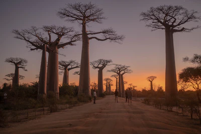 People walking the dirt road between the giant trunks of the Avenue of the Baobabs at sunset, Madagascar