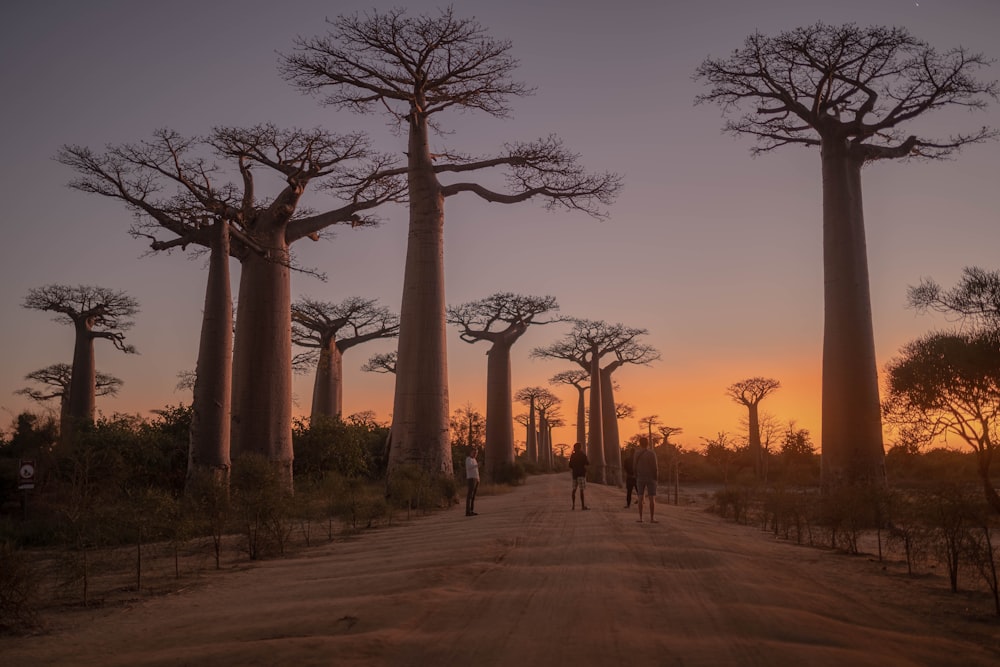 a group of people walking on a dirt road with tall pillars with Avenue of the Baobabs in the background