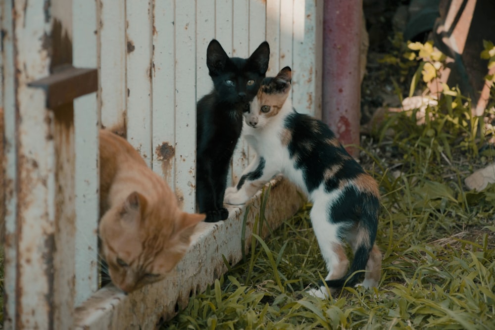 a group of cats outside