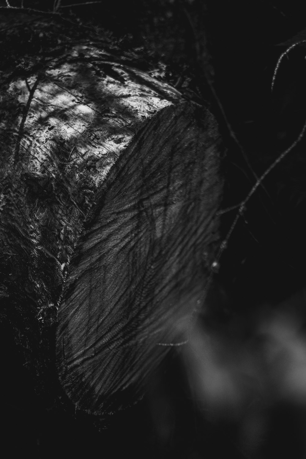 a close-up of a person's hair