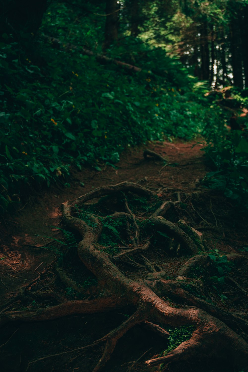 a tree trunk in a forest