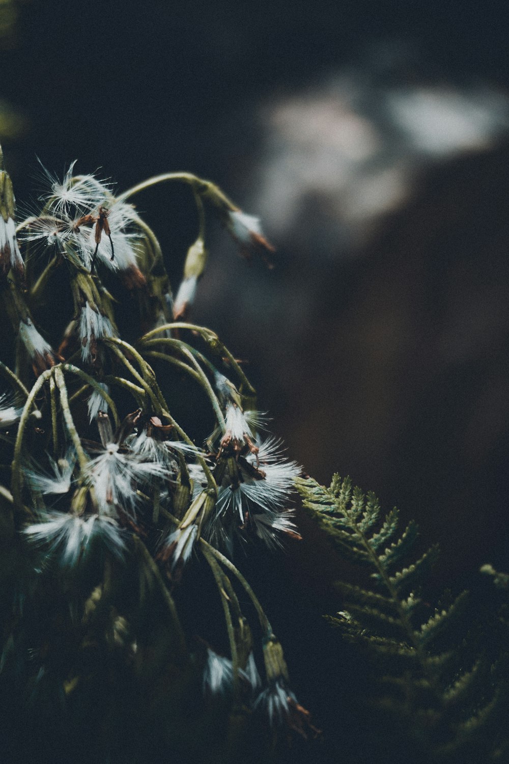 a close up of a plant