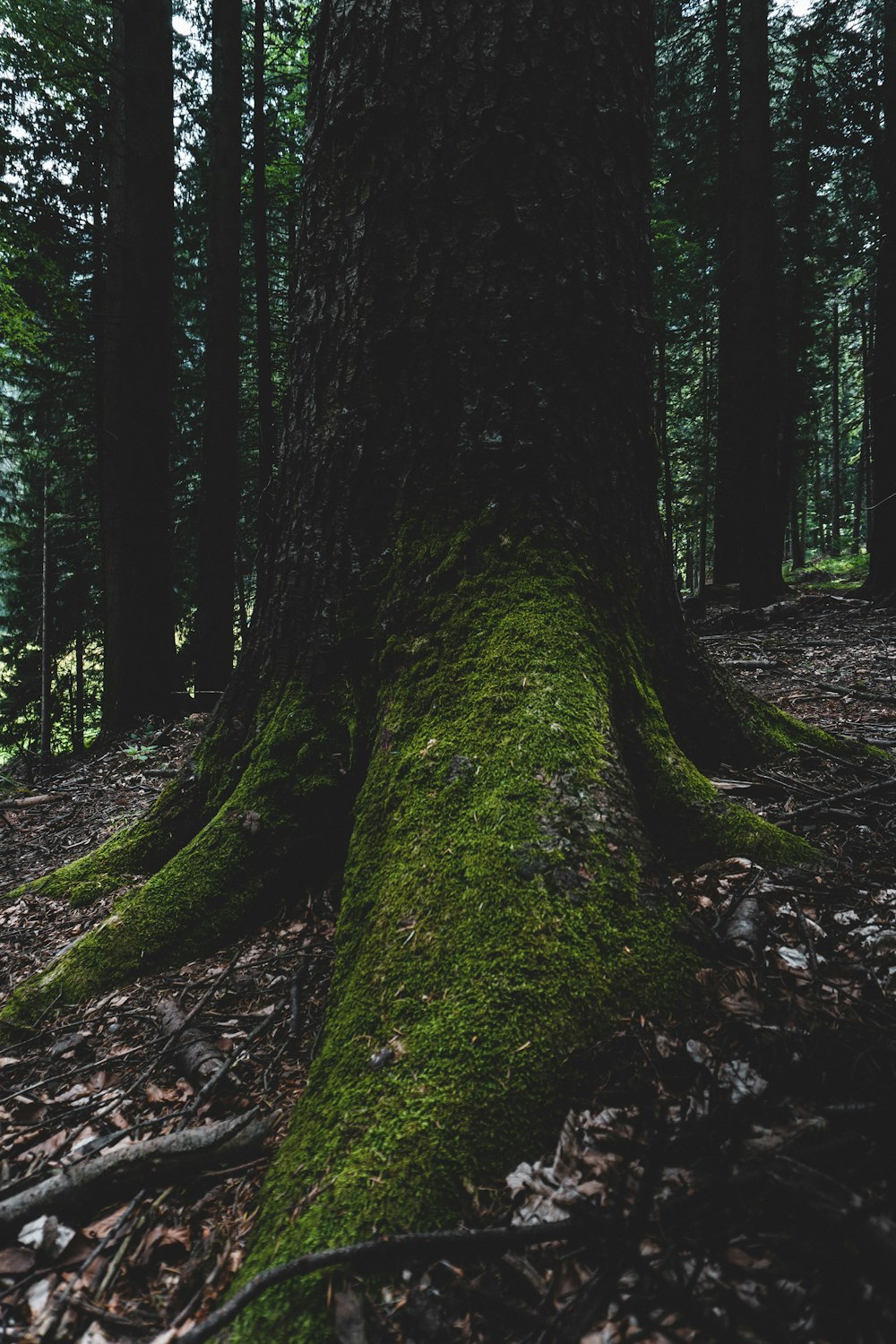 a tree with moss growing on it