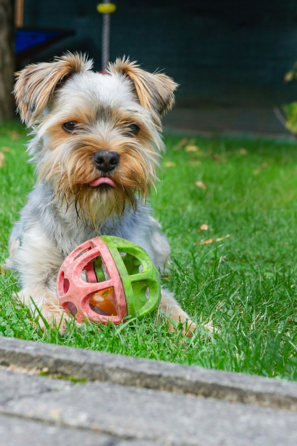 a dog with a toy in its mouth