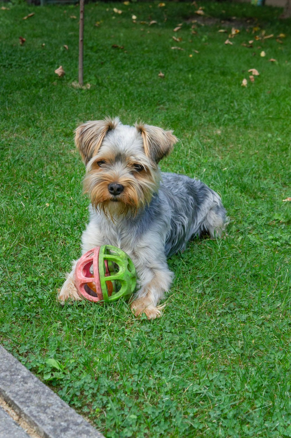 a dog with a ball in its mouth