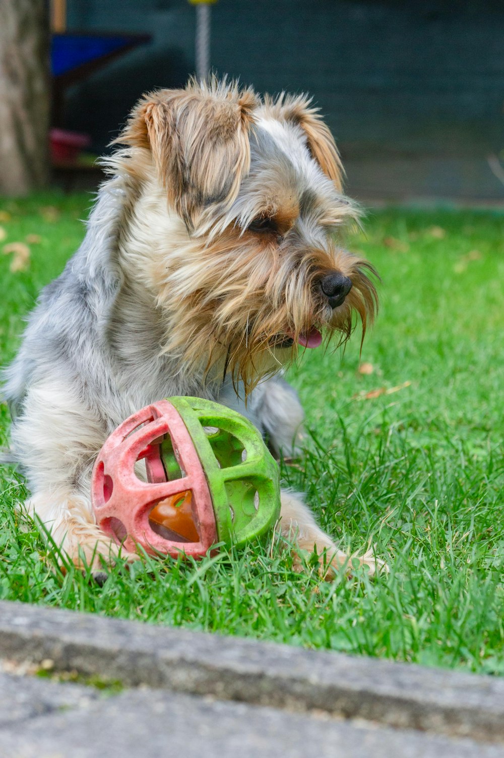 a dog with a toy in its mouth