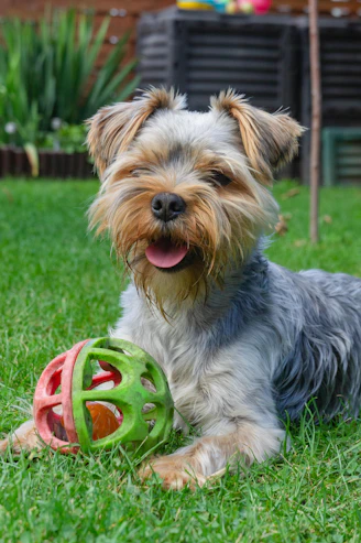 a dog with a frisbee in its mouth