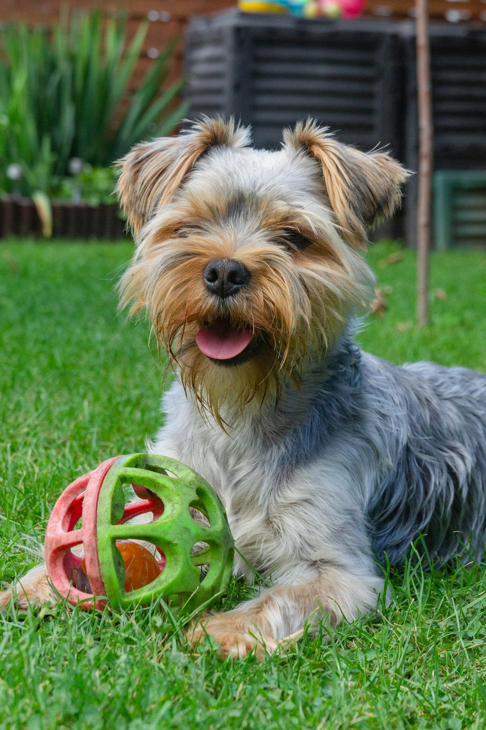 a dog with a frisbee in its mouth