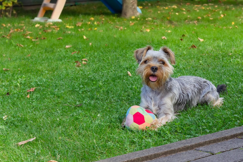 a dog lying on the grass next to a ball