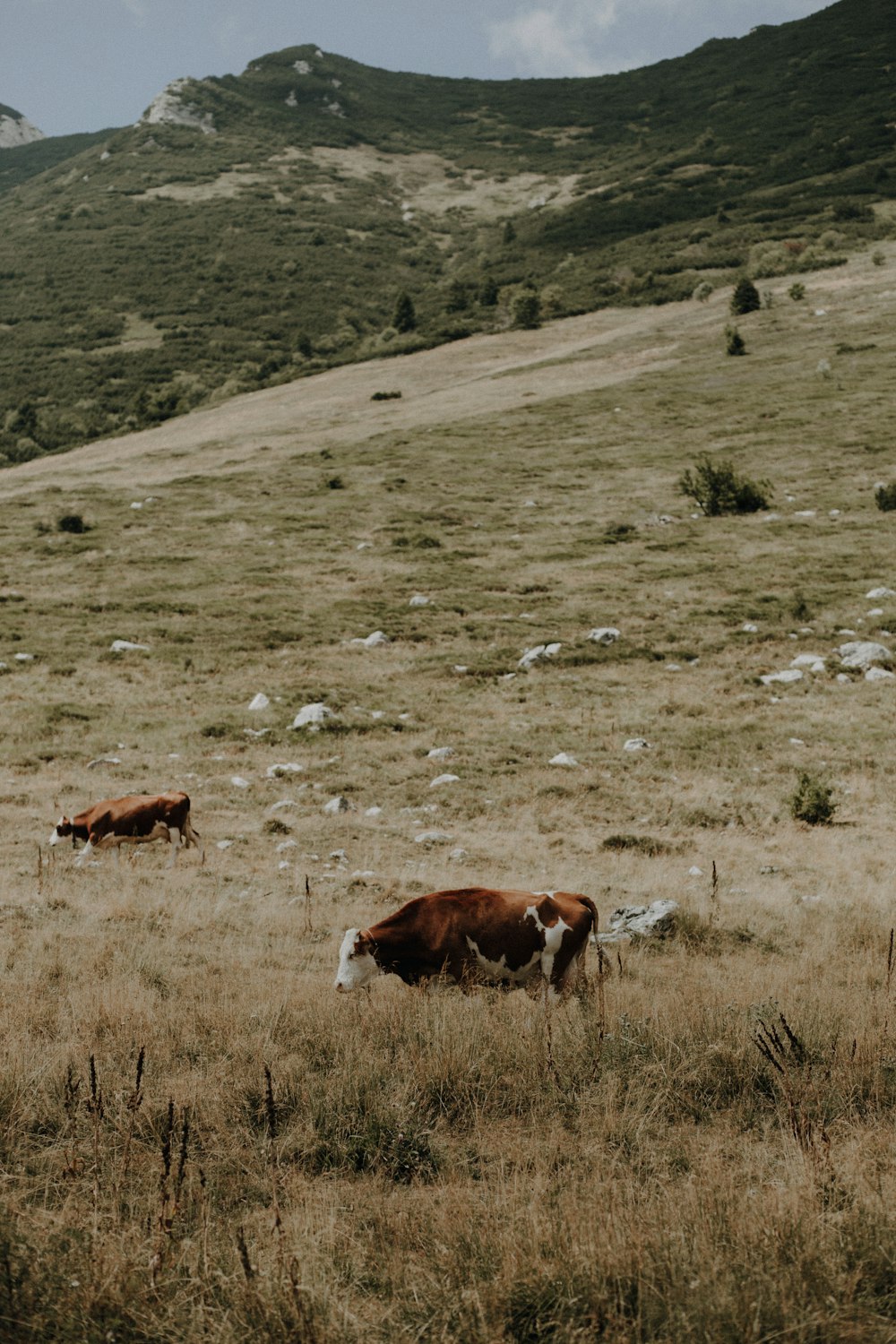 cows grazing on a hill