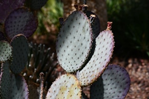 Prickly Pear Seed Oil
